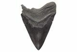 Huge, Fossil Megalodon Tooth - South Carolina #221721-2